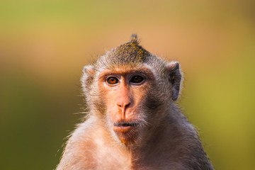 Closeup of the pensive monkey in the jungles of Cambodia