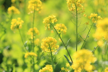 Obraz premium 南伊豆 日野の菜の花畑