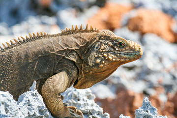 closeup of an iguana on the reefs of the Cuban coast reserve