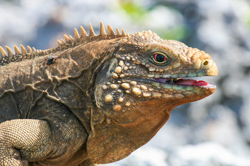 closeup of an iguana on the reefs of the Cuban coast reserve