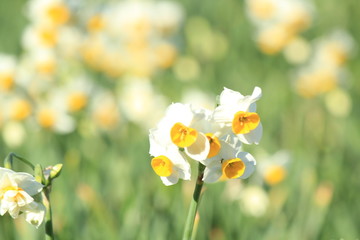 伊豆下田　爪木崎水仙まつり