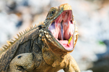 closeup of an iguana on the reefs of the Cuban coast reserve