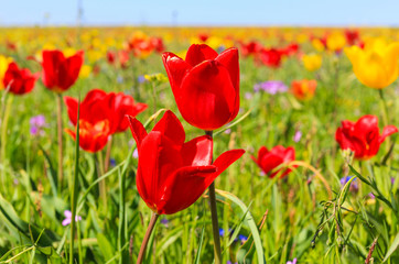 Endless fields of tulips in the reserve Opuk Crimea