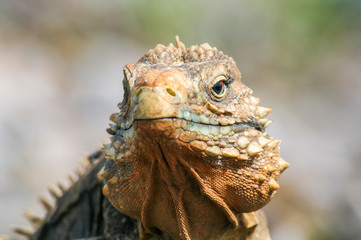 closeup of an iguana on the reefs of the Cuban coast reserve