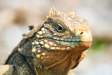 closeup of an iguana on the reefs of the Cuban coast reserve