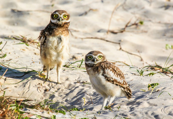 Closeup of big-eyed owls on the beach protecting their home