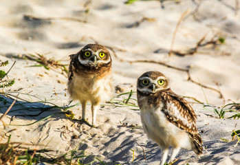 Closeup of big-eyed owls on the beach protecting their home