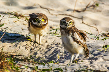 Closeup of big-eyed owls on the beach protecting their home