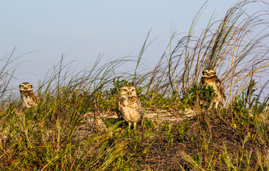 Closeup of big-eyed owls on the beach protecting their home
