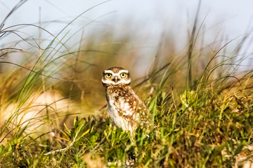 Closeup of big-eyed owls on the beach protecting their home