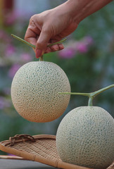 Close-up view of hand pick a melon