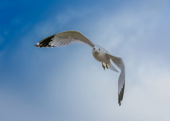 seagulls