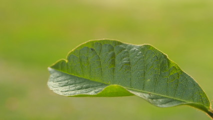 green leaf with drops of water