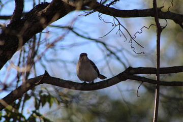 Bird on branch
