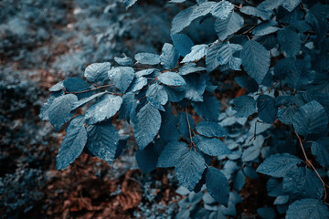 Blue leaves background. Grass and dew abstract background.
