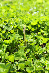 つくしとクローバー