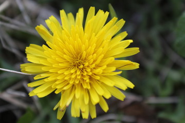 Dandelion