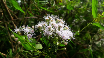 beautiful white flowers whit green background view image