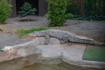 Wild animals in a zoo. Natural landscape.