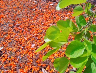 autumn leaves on tree