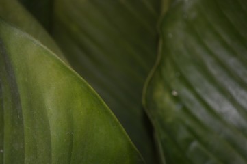 closeup of green leaf