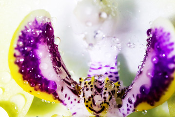 Detailed artistic macro closeup inflorescence of blooming wild Orchid Orchidaceae flower with water dew drops.