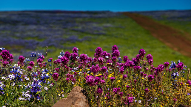 North Table mountain landscape featuring pink and purple wildlfowers bloom, California, USA
