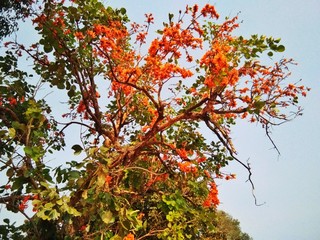 autumn leaves on tree