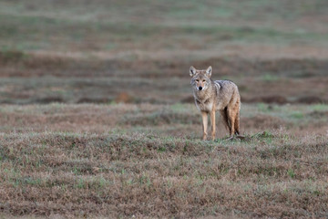 Naklejka na ściany i meble Coyote in a big ranch in Texas walking on a grass