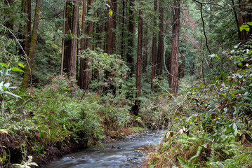 Landscape at Muir Woods National Monument featuring a creek, coniferous trees and ferns