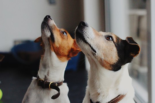 Close-Up Of Dogs Looking Up At Home