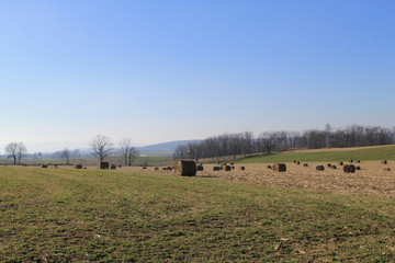 Obraz premium Farm Life