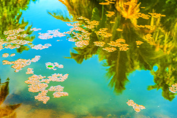 Fototapeta na wymiar Reflection of coconut palm trees around the pond