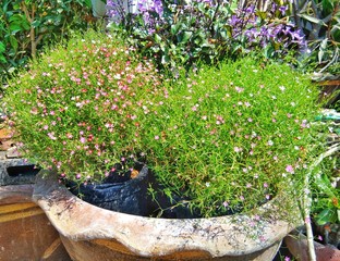 old wheelbarrow with flowers