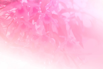 pink orchid flower blooming background