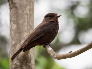 A common Nightingale on a branch
