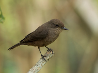 A common Nightingale on a branch