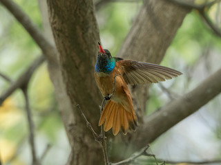 Amazilia hummingbird on a branch	