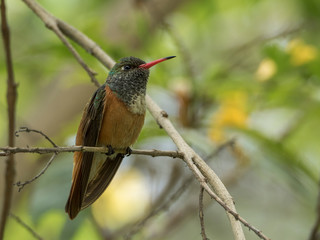 Amazilia hummingbird on a branch	