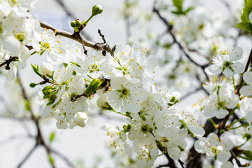 White Apple Flowers. Beautiful flowering apple trees. Background with blooming flowers in spring day. Blooming apple tree (Malus domestica) close-up. Apple Blossom.