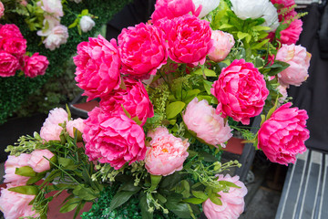 Beautiful carnation flowers or pinks in the flowerbed