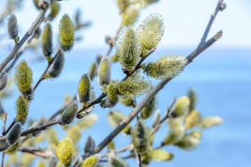 Eared willow or Salix aurita close-up. Delicate flowering willow branches on blue-white background.