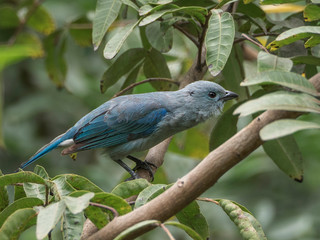 Blue gray tanager bird in nature. Thraupis episcopus