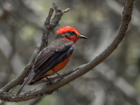A portrait of a Scarlet flycatcher on a tree
