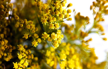 Elegant artistic closeup inflorescence of Solidago flower also known as goldenrods.