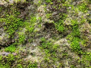 Beautiful moss close up, natural moss texture background