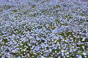 Nemophila, a famous flower of Spring
