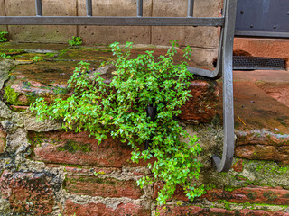 Red sand stone wall with moss