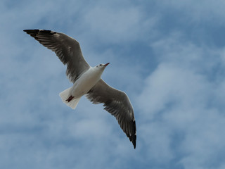 A seagull in full flight over the sky