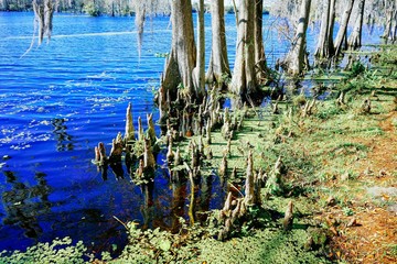 Landscape of Hillsborough river at Tampa, Florida 